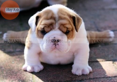 Bạn đang cần tìm nơi bán rèm cửa giá rẻ uy tín??????
