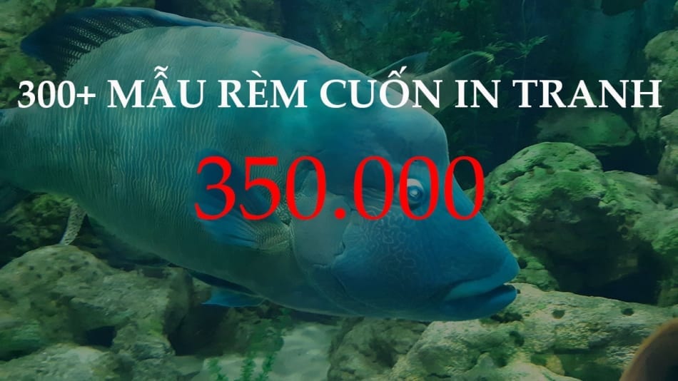 Các mẫu rèm cuốn tranh 3d đẹp, Giá rèm in tranh cửa sổ 350k